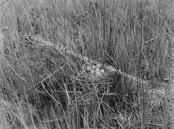 NEST WITH EGGS OF .....REED BUNKING?